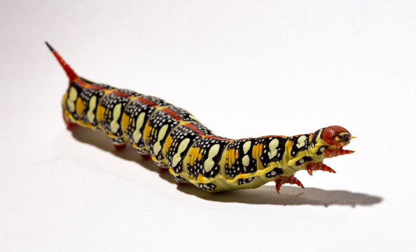 Hyles euphorbiae, the spurge hawk-moth, is a European moth of the family Sphingidae.