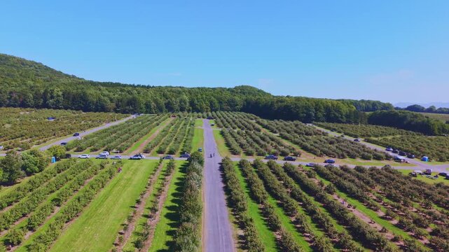 Quebec, Canada - September 12: A sweeping 4K aerial drone video over a vast, thriving apple orchard in Quebec, featuring rows of trees laden with red fruit, winding farm paths, and a rustic barn under