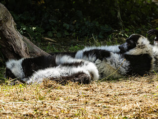 Maki vari noir et blanc couché de profil, pelage ébouriffé © Ludovic