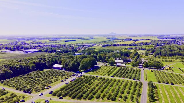Quebec, Canada - September 12: A sweeping 4K aerial drone video over a vast, thriving apple orchard in Quebec, featuring rows of trees laden with red fruit, winding farm paths, and a rustic barn under