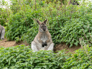 Kangaroo sits calmly amid lush green foliage © MD Media