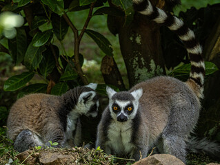 Deux makis catta blottis l'un contre l'autre dans les branchages © Ludovic