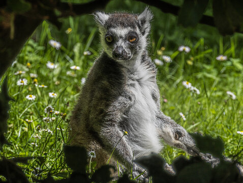 Maki catta debout dans une prairie fleurie
