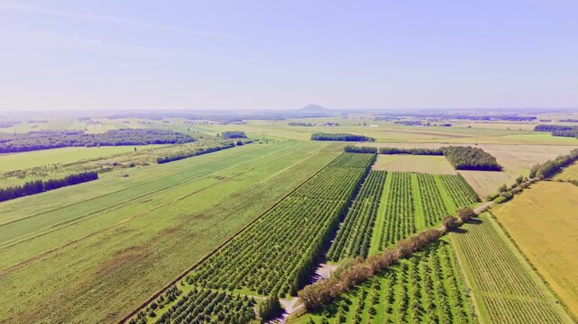 Quebec, Canada - September 12: A sweeping 4K aerial drone video over a vast, thriving apple orchard in Quebec, featuring rows of trees laden with red fruit, winding farm paths, and a rustic barn under