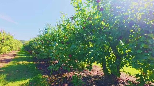 Quebec, Canada - Septembre 12 2026: A scenic 4K video capturing the lush apple orchards surrounding the grounds of the Abbaye Cistercienne Notre-Dame de Nazareth in Rougemont