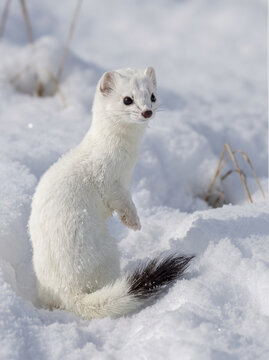 White ermine sitting in deep snow