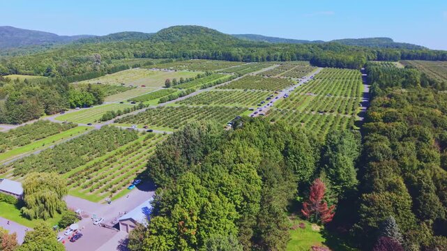 Quebec, Canada - September 12: A sweeping 4K aerial drone video over a vast, thriving apple orchard in Quebec, featuring rows of trees laden with red fruit, winding farm paths, and a rustic barn under
