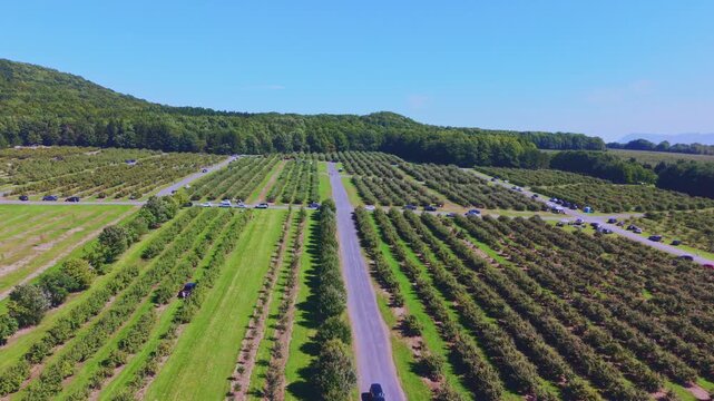 Quebec, Canada - September 12: A sweeping 4K aerial drone video over a vast, thriving apple orchard in Quebec, featuring rows of trees laden with red fruit, winding farm paths, and a rustic barn under