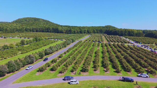 Quebec, Canada - September 12: A sweeping 4K aerial drone video over a vast, thriving apple orchard in Quebec, featuring rows of trees laden with red fruit, winding farm paths, and a rustic barn under
