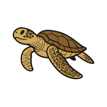 turtle vector illustration