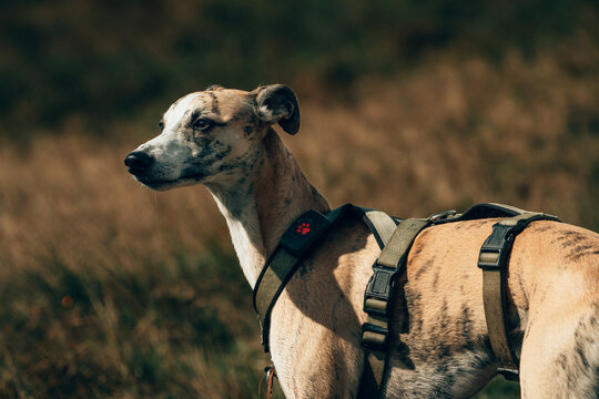 Whippet Dog Wearing Harness Standing in Grassy Hill Field in Rural Landscape