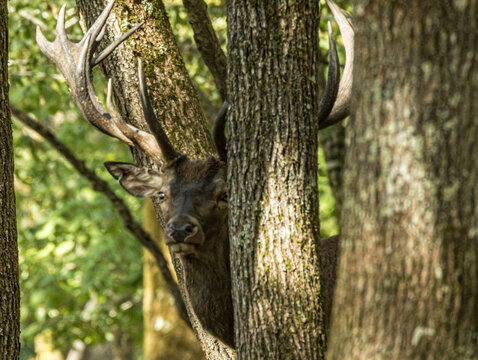 Cerf &eacute;laphe partiellement cach&eacute; derri&egrave;re un arbre
