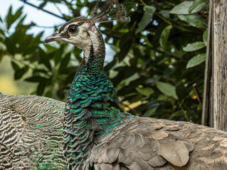 Paonne au plumage vert irisé, portrait rapproché © Ludovic