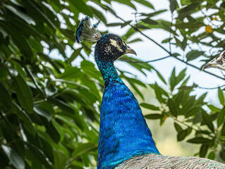 Paon bleu au cou irisé, portrait dans le feuillage © Ludovic