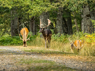 Groupe de daims dans une clairière © Ludovic
