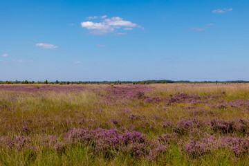 Fototapeta premium Summer landscape, Nature reserve with Calluna vulgaris (heide, ling, or heather) and grass, The border in between Friesland and Drenthe province, The Fochteloërveen is one of raised bog in Netherlands