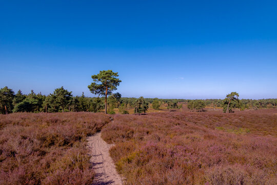 Purple flowers Calluna vulgaris (Heather, Ling) The sole species in genus of Calluna, Ericaceae family, De Cokse Heide in Afferden village, North Limburg, Lies about southeast of Nijmegen, Netherlands
