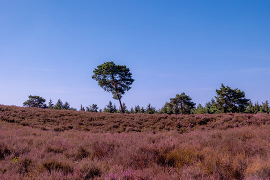 Purple flowers Calluna vulgaris (Heather, Ling) The sole species in genus of Calluna, Ericaceae family, De Cokse Heide in Afferden village, North Limburg, Lies about southeast of Nijmegen, Netherlands