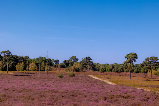Purple flowers Calluna vulgaris (Heather, Ling) The sole species in genus of Calluna, Ericaceae family, De Cokse Heide in Afferden village, North Limburg, Lies about southeast of Nijmegen, Netherlands