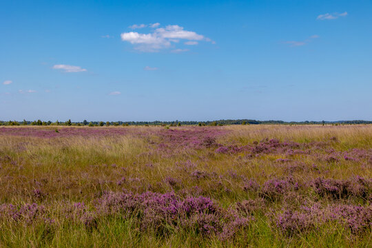 Summer landscape, Nature reserve with Calluna vulgaris (heide, ling, or heather) and grass, The border in between Friesland and Drenthe province, The Fochtelo&euml;rveen is one of raised bog in Netherlands