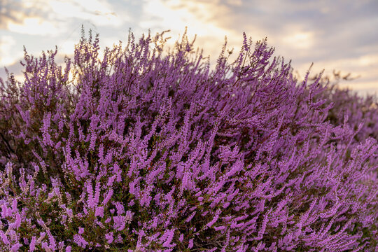 Selective focus bush of wild purple flowers Calluna vulgaris (heath, heide, ling or simply heather) is the sole species in the genus Calluna in the flowering plant family Ericaceae, Natural background