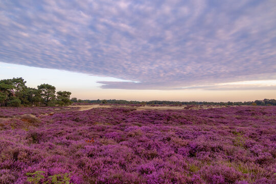 Nature landscape, Flowering Calluna vulgaris (heide, ling, or simply heather) Purple flowers field with sunrise light, Balloerveld is a hamlet in the municipality of Aa en Hunze, Drenthe, Netherlands.