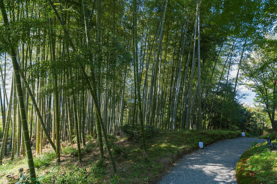 竹林の小径が続く道
