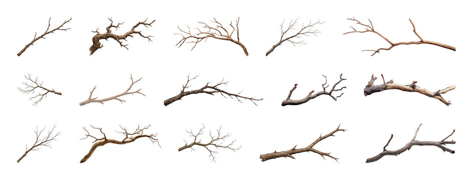 PNG Collection of bare tree branches isolated on transparent background
