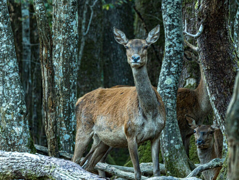 Biche entre les troncs, regard direct vers l'objectif