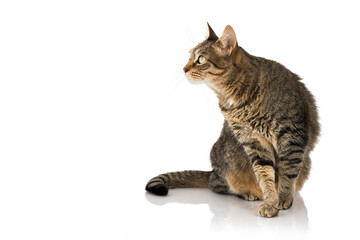 Fototapeta premium Playful tabby cat watching the blank space for your message.