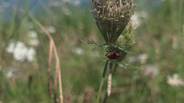 close up of  Italian striped bug (Graphosoma italicum) in natire 