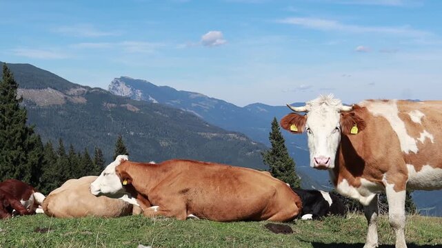 Herd of cows resting in alpine mountain pasture against blue sky