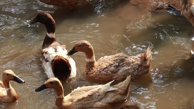 Group of brown and white domestic ducks swimming together in a muddy farm pond under bright daylight