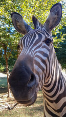 Fototapeta premium Close-up of a Zebra