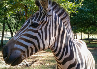 Fototapeta premium Close-up of a Zebra