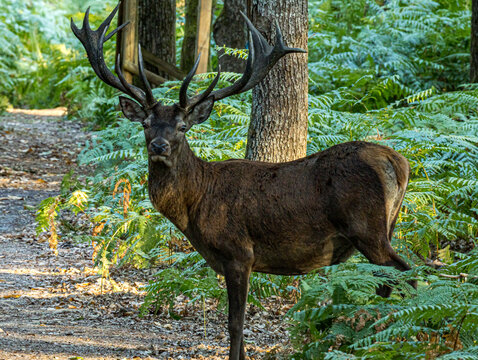 Cerf &eacute;laphe de trois-quarts sur un chemin forestier
