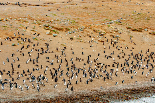 Magellanic Penguins on Magdalena Island - Chile
