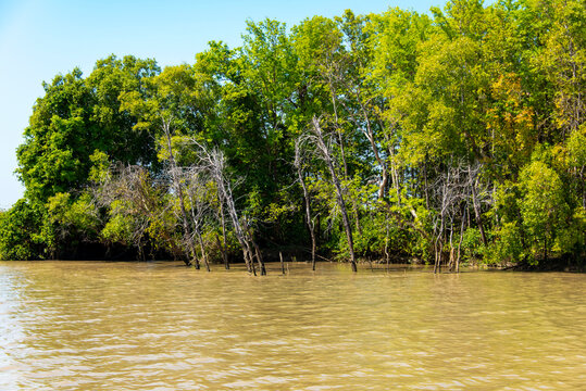 Mangrove Forest Vegetation in Adelaide River - Northern Territory