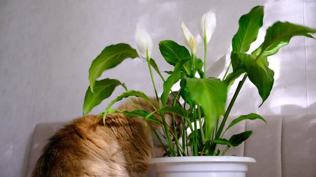 Сute mischief tabby cat is gnawing at a green potted houseplant completely oblivious to anything around. Beloved kitten. Soft indoor lighting, cozy home atmosphere. 