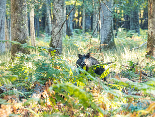 Sanglier camouflé dans une clairière herbeuse © Ludovic