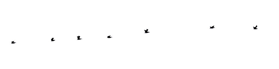 Fototapeta premium Flock of pelicans in silhouette flying in a line, symbolizing freedom and migration. Transparent background. PNG File.