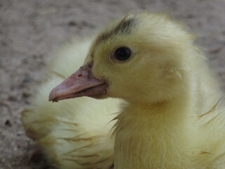 Pato aqui, pato acolá. © rose1967