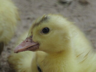Pato aqui, pato acolá. © rose1967