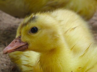 Pato aqui, pato acolá. © rose1967