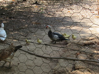 Pato aqui, pato acolá. © rose1967