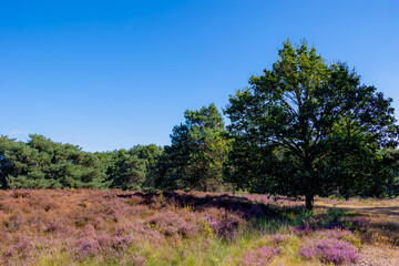 Purple flowers Calluna vulgaris (Heather, Ling) The sole species in genus of Calluna, Ericaceae family, De Cokse Heide in Afferden village, North Limburg, Lies about southeast of Nijmegen, Netherlands © Sarawut