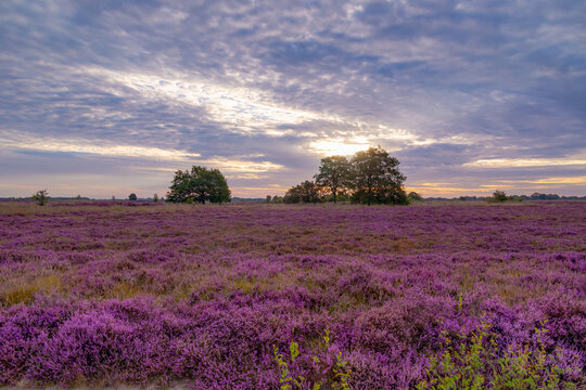 Nature landscape, Flowering Calluna vulgaris (heide, ling, or simply heather) Purple flowers field with sunrise light, Balloerveld is a hamlet in the municipality of Aa en Hunze, Drenthe, Netherlands.