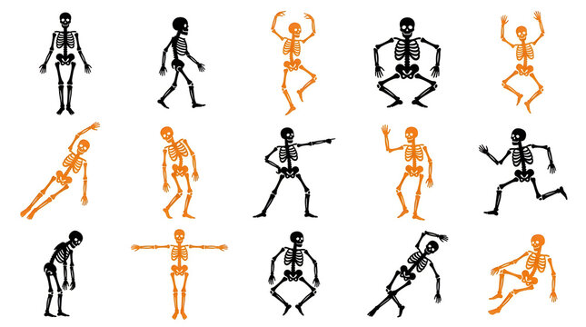 Human skeleton and muscular system dancing poses illustration