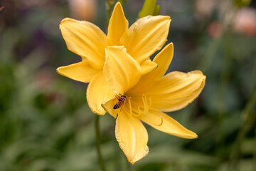 Berlin, Germany - July 4, 2026: Yellow daylily blooms with a small insect on its petals in a garden planting in Tiergarten. © Torval Mork