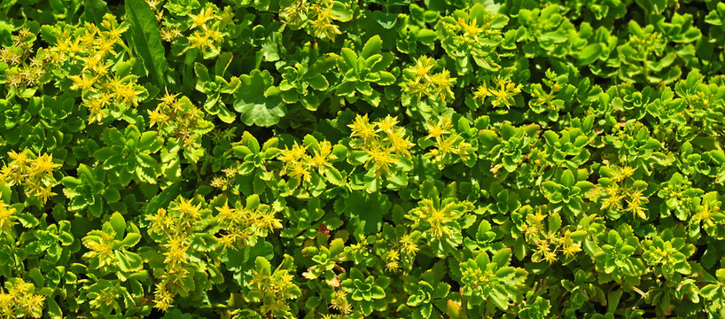 Sedum hybridum plant, close up